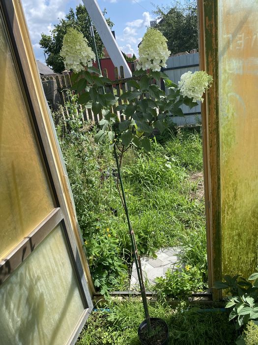 Гортензія метельчаста на штамбі в контейнері , 7 сортів в наявності