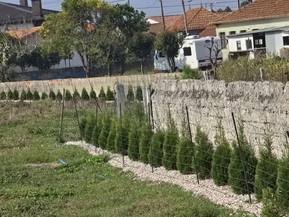 Tuias Holandesas! Cedros.