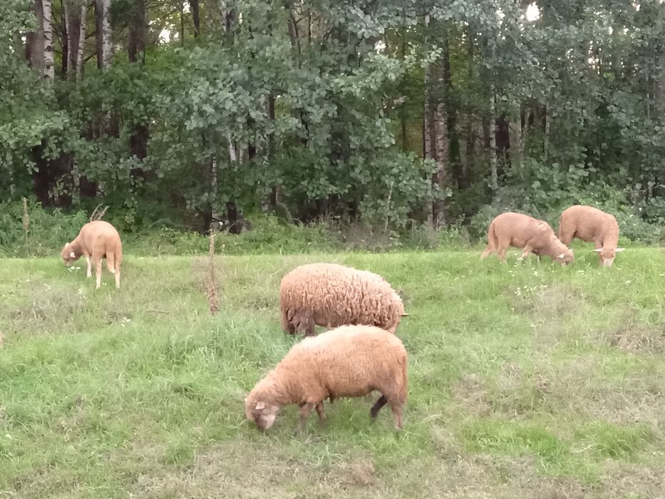 Продам вівці,овечки.