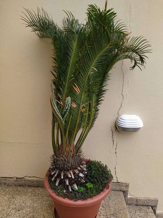 Palmeira cyca revoluta