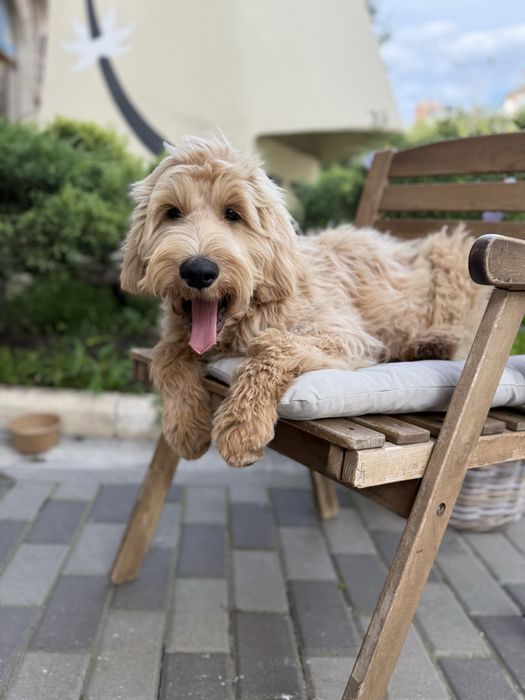 Останній ексклюзивний лабрадудль