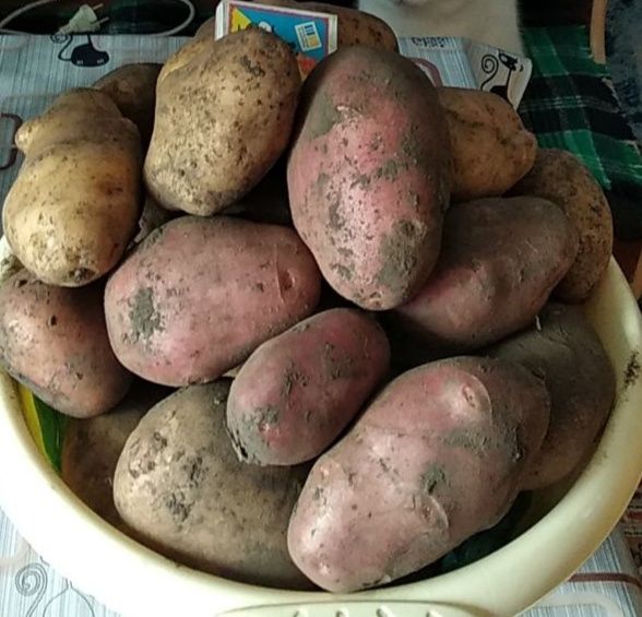 Продам картоплю 8 грн/кг