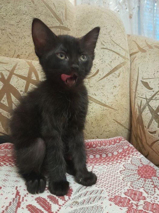 Кошенята від донського сфінкса