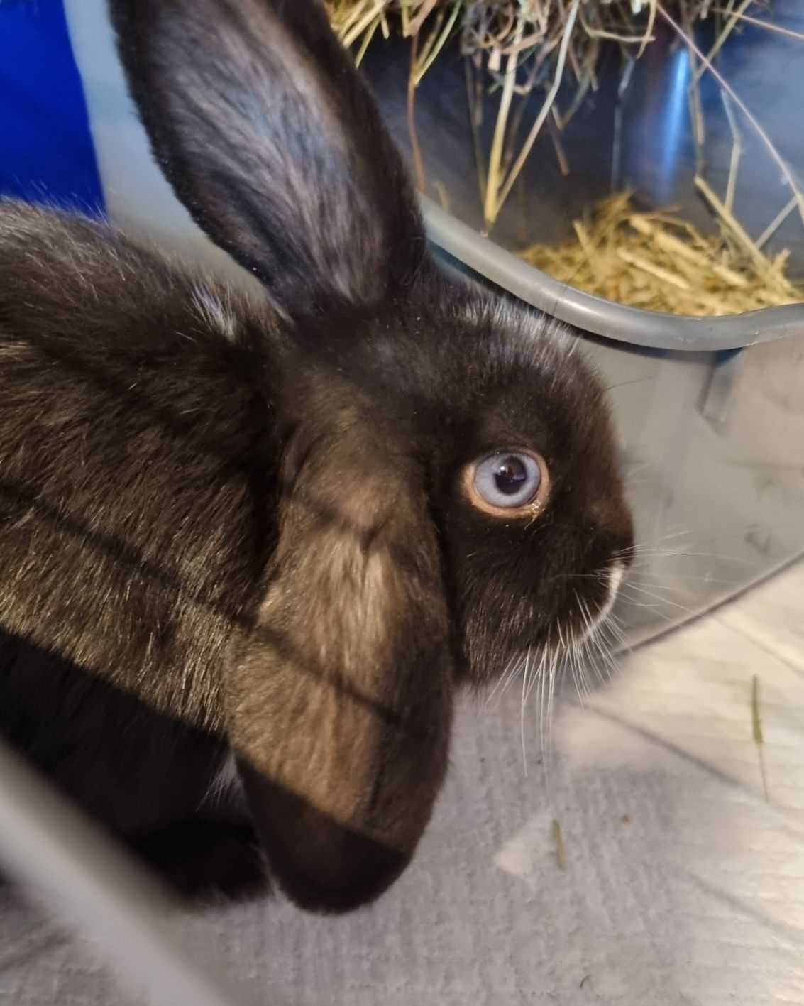 Królik mini lop dziewczynka