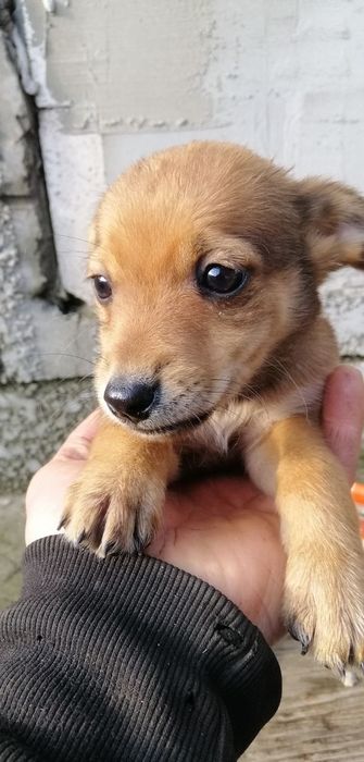 Отдам в хорошие руки