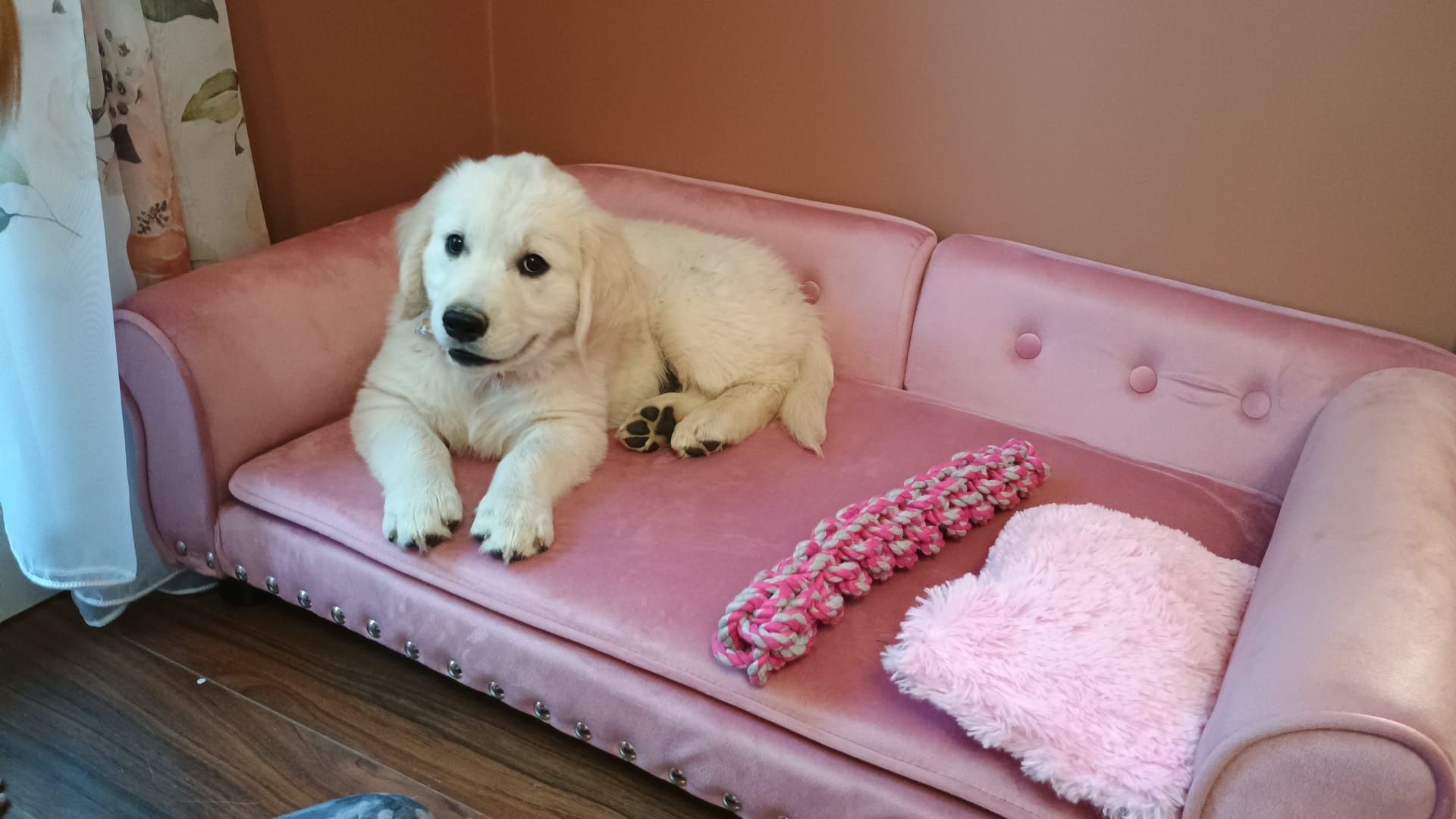 Golden retriever ZKwP