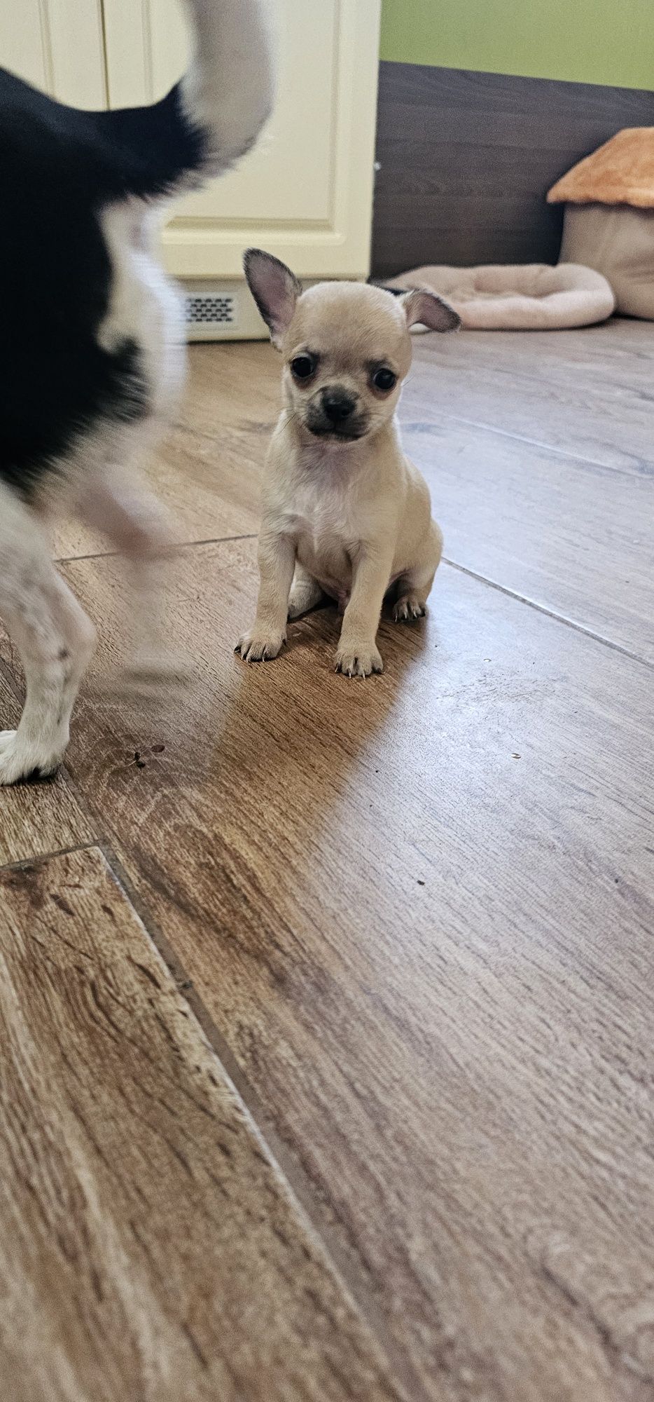 Chihuahua piesek gotowy do odbioru