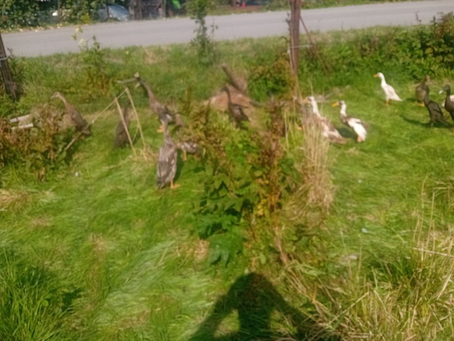 Biegus indyjski gąski bernikle