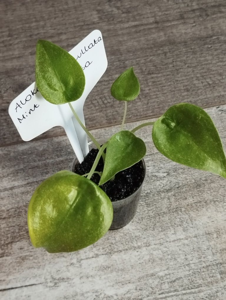 Alokazja cuculata mint variegata