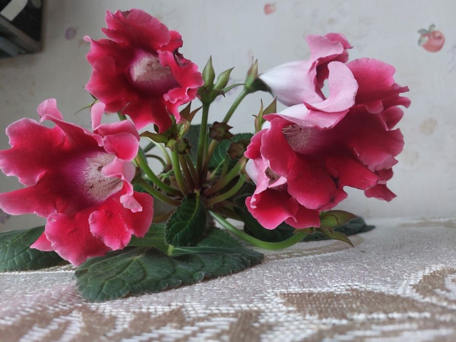 Глоксинія квітка домашня