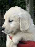 Piękny Biszkoptowy Maluszek Rasy Golden Retriver