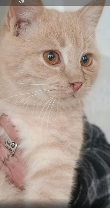 хлопчик безкоштовно