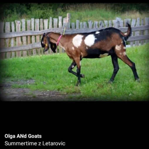 Stawka licencyjnych kóz anglonubijskich Olga ANd Goats