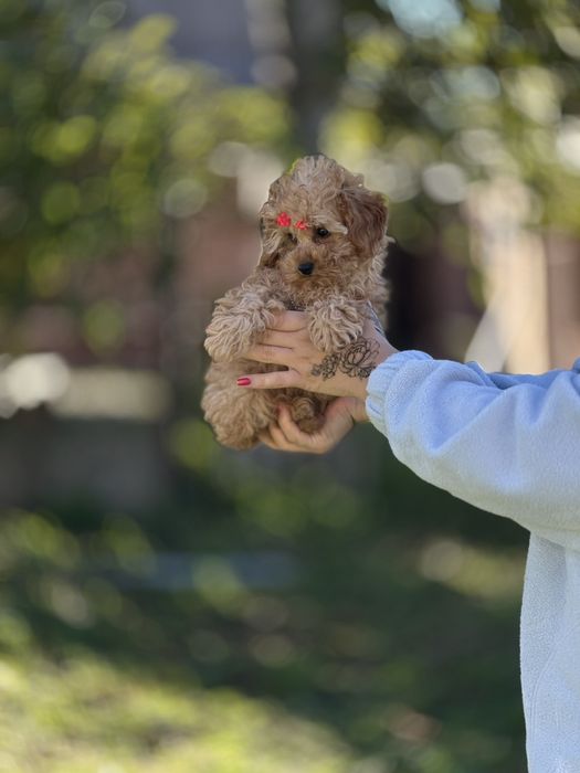 Міні мальтіпу дівчинка – найсолодше створіння. Мальтипу