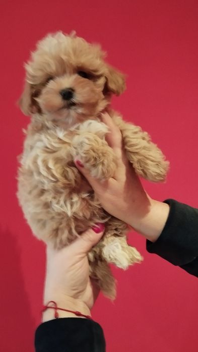 Maltipoo piesek rodowód