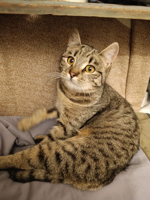 Кошечка в хорошие руки