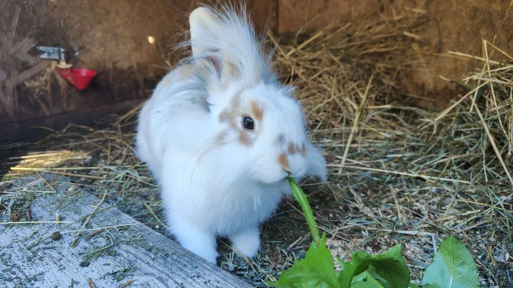 Urocza Biała Samiczka Królika Rasy Lionhead (Lew Angorski)