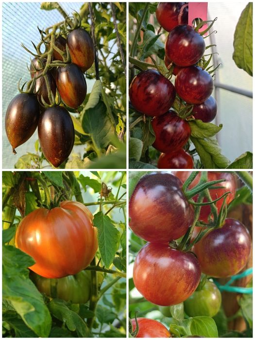 Nasiona pomidora kolekcjonerskie
