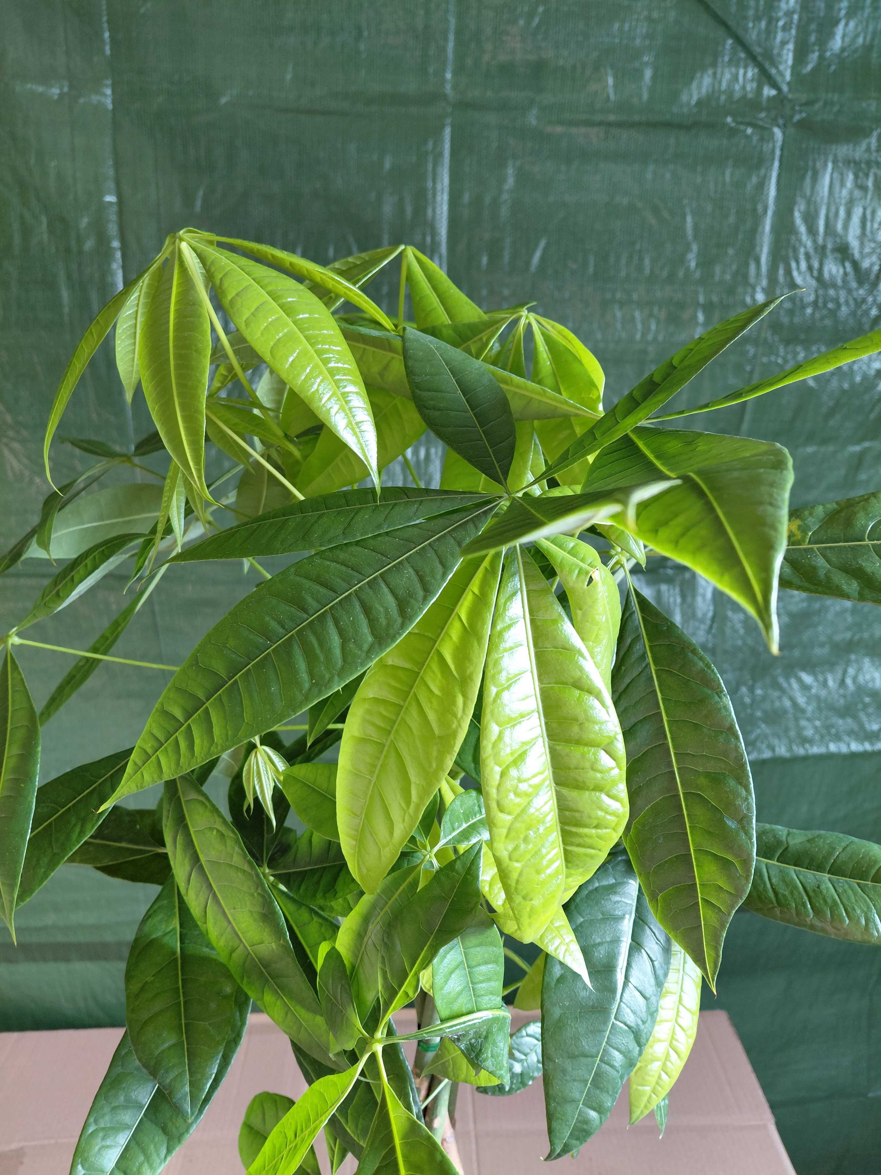 Pachira aquatica (Pachira wodna) 95cm WYSYŁKA
