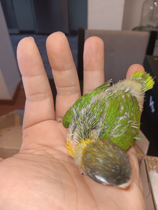 Personatas criados a mão