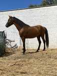 Cavalo castrado, 6 anos, livro verde