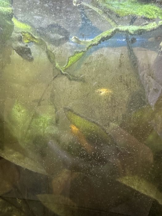 Акваріум з рибами