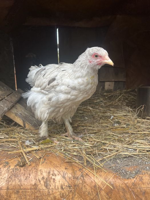 Kochin olbrzymi kury Kwoka brahma i 2 kurczaki kochin olbrymi