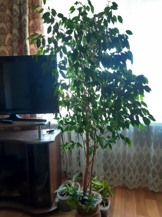 Фікус бенджаміна висотою 170 см.
