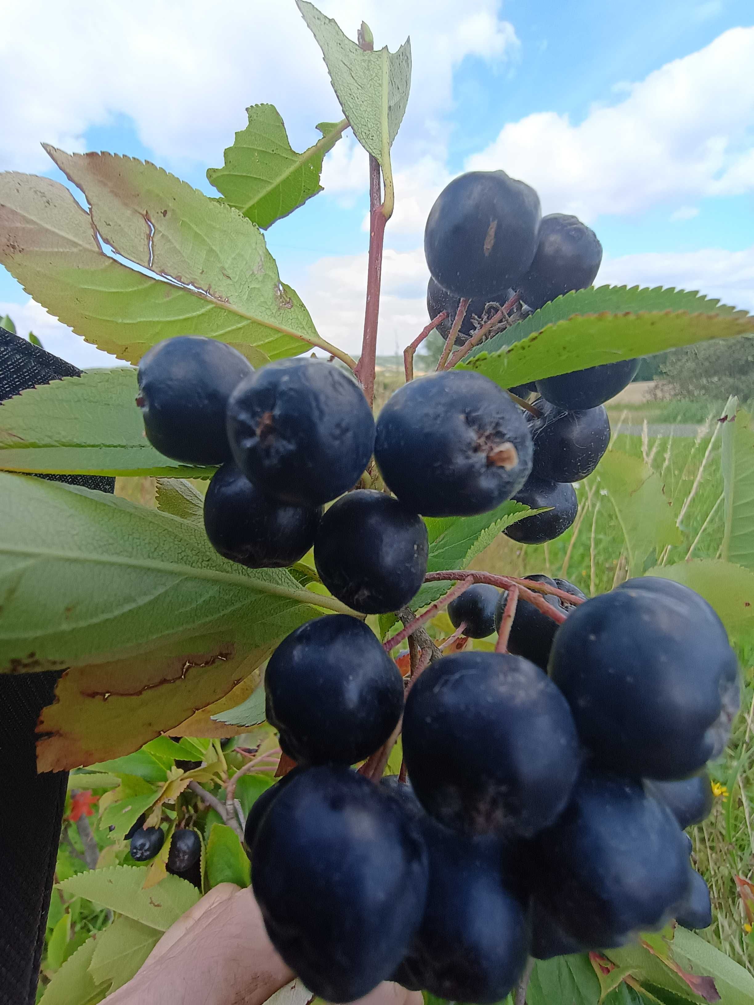ARONIA z Gospodarstwa Ekologicznrgo