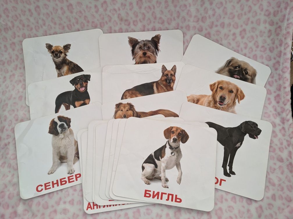 Карточки породы собак, 20шт