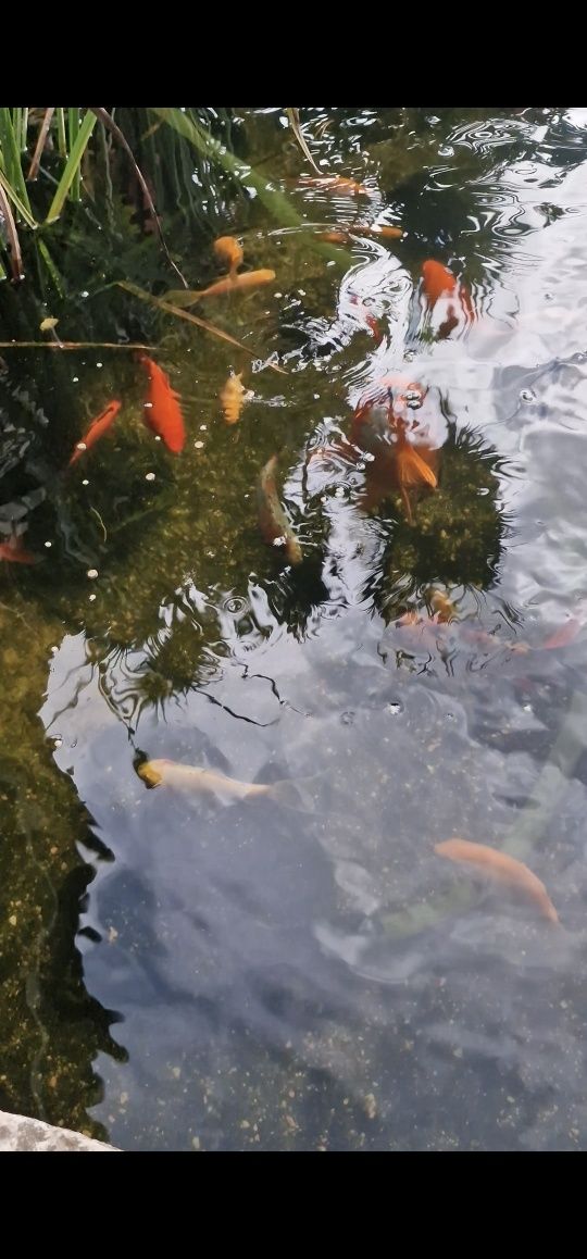 Peixes Cometas e pimpões
