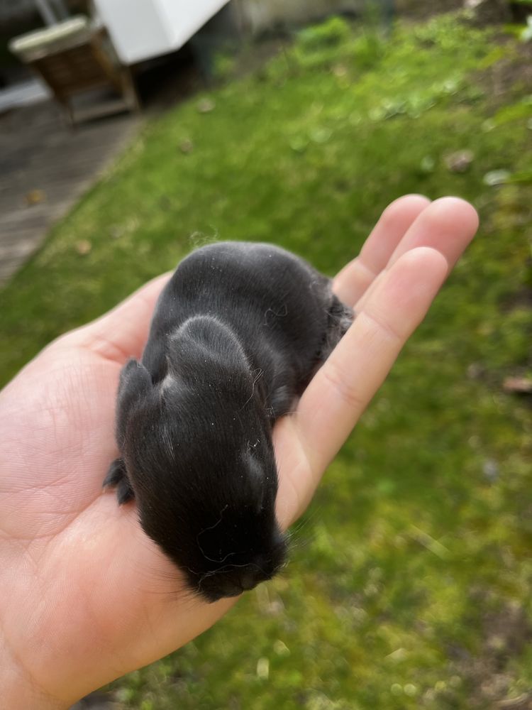 Coelhos MINI LOP bebés