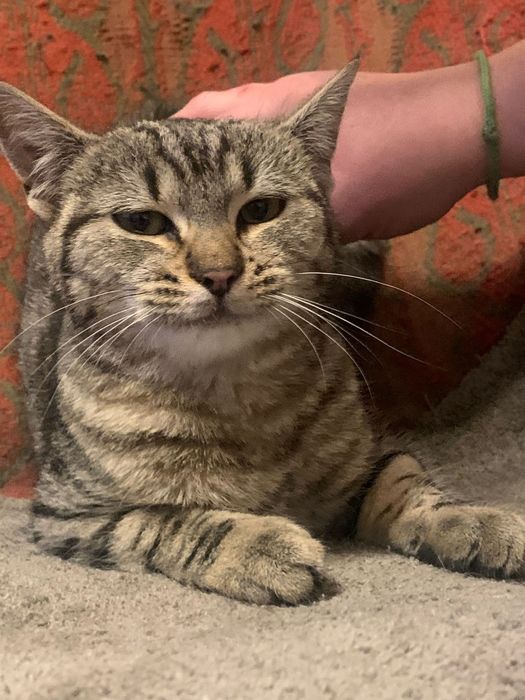 4=5 miesięczna kotka szuka domu niewychodzącego