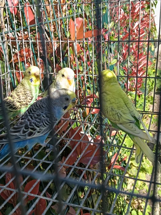 Piriquitos australiano