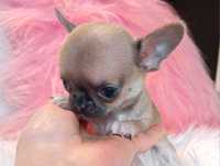 Chihuahua przepiękny malusi chłopczyk