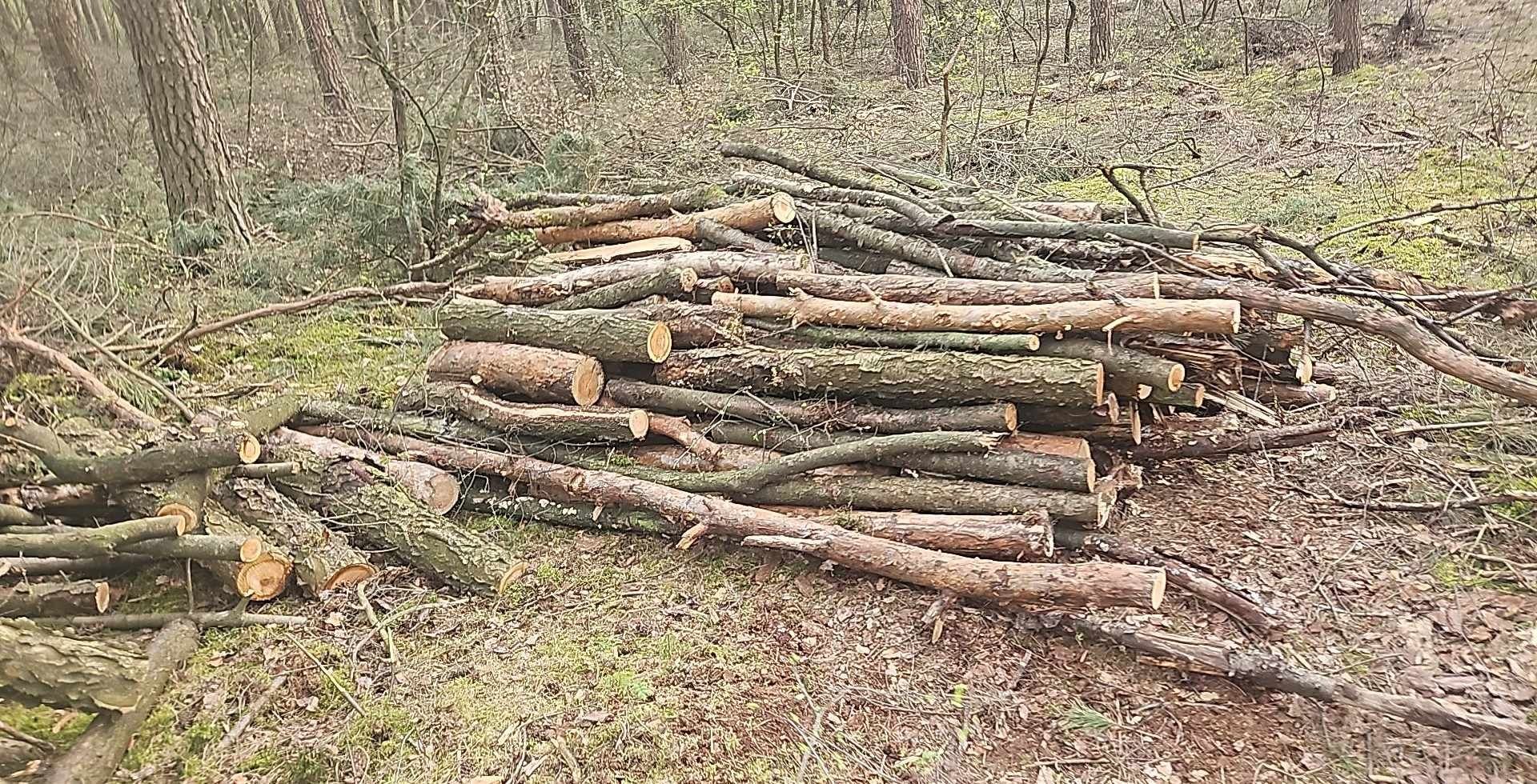 Drewno opałowe sosna brzoza czeremcha,usługi pilarskie