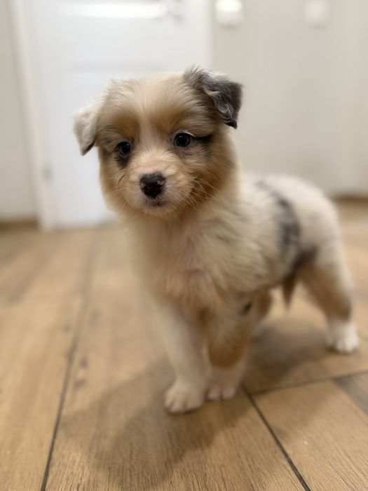 Owczarek australijski FCI- suczka