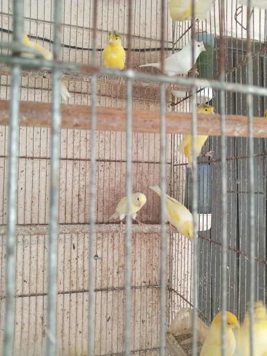 Canarios raça poulpa Alemanhão