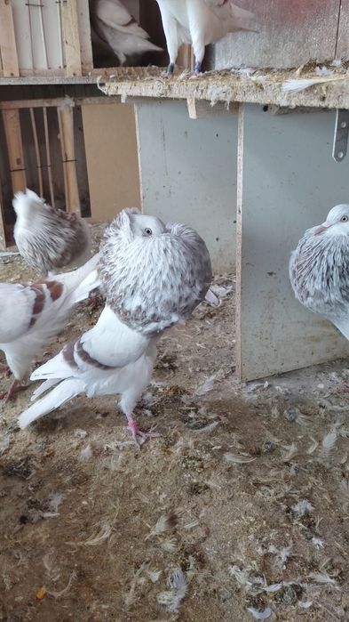 Garlacze górnośląskie koroniaste