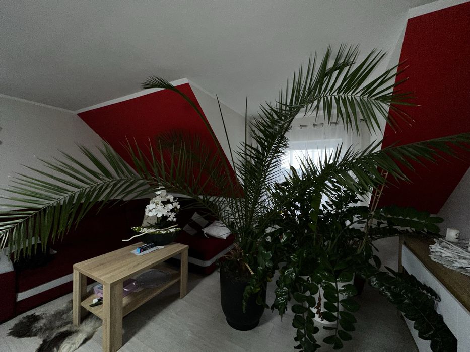 Sprzedam piękną palme
