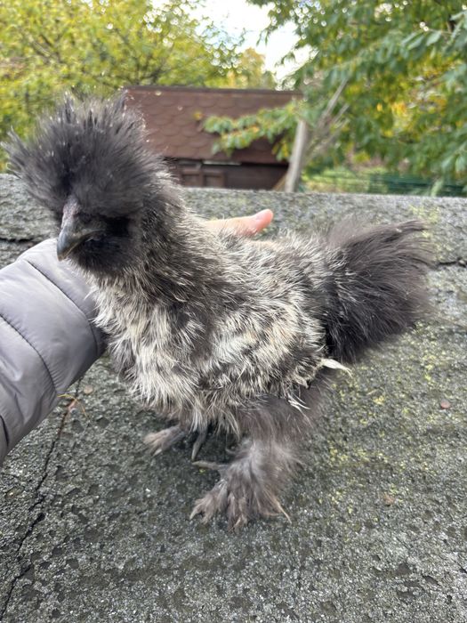 Kurczak kurczaki kury silki