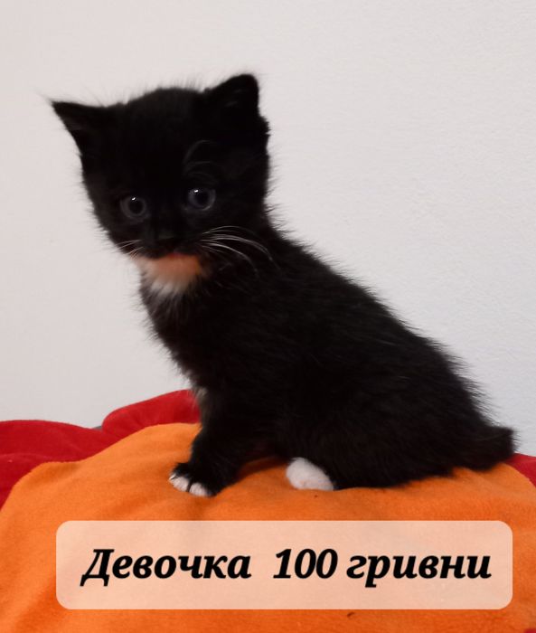 Продам  котіки. Хлопчикі  і дівчинки