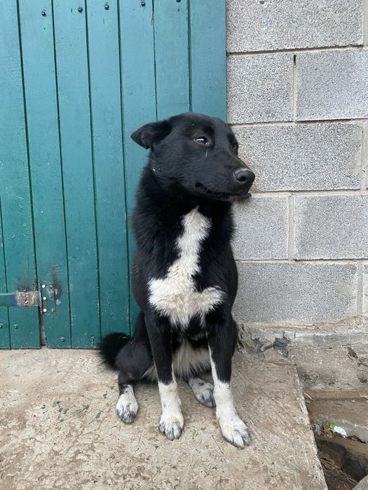 Продам дівчинку лайку