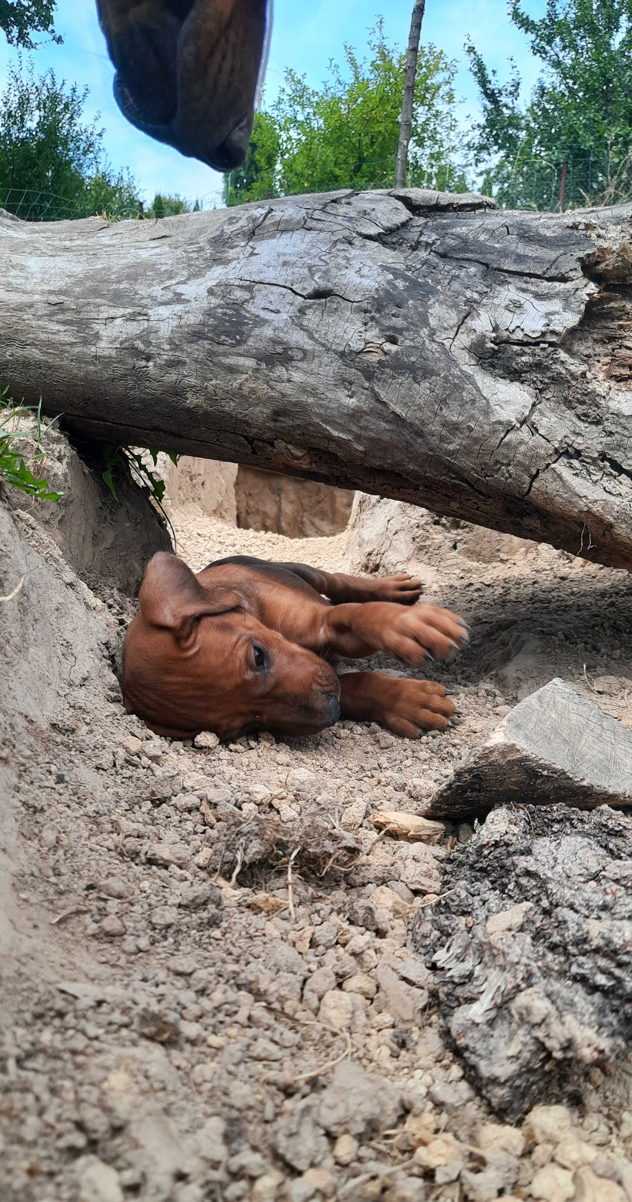 Nie szukasz psa. Szukasz legendy. Szczenię Rhodesian Ridgeback ZKwP