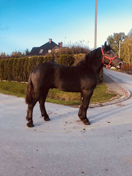 Siwy Percheron 2024