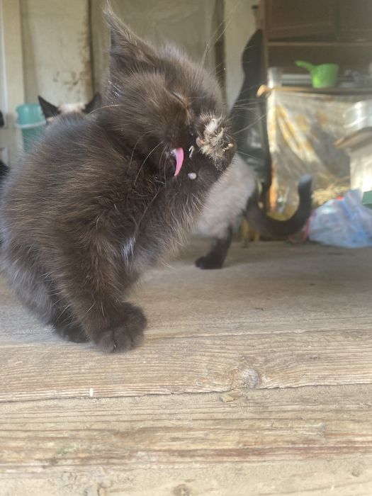 Кошенятко 2 місяці