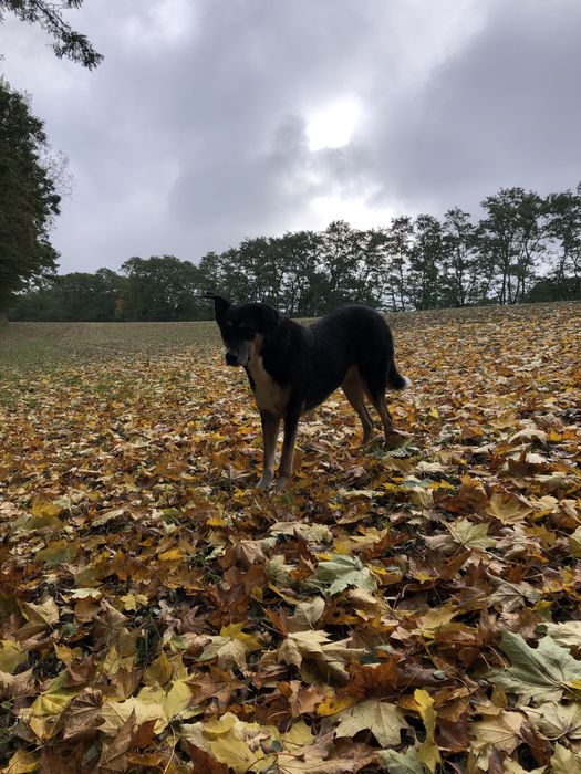 Roxi szuka najlepszego domu