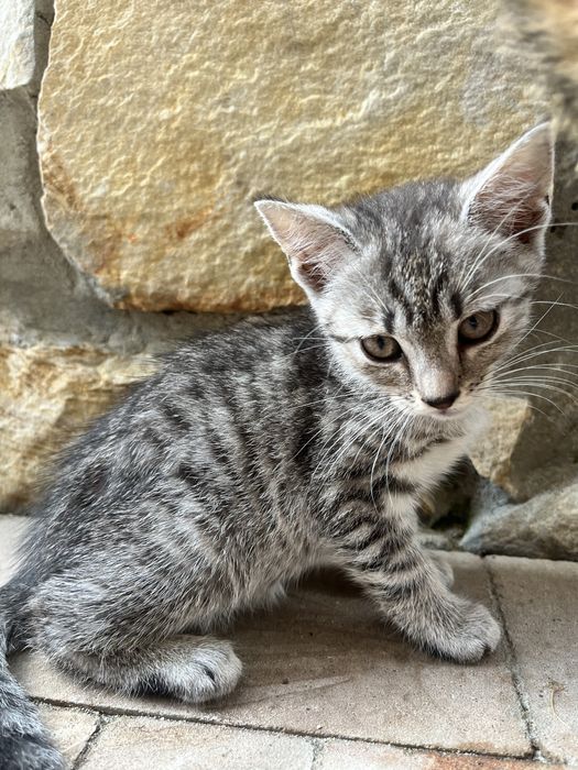 Małe kotki na wydanie