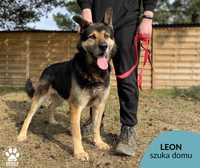 Znaleziono psa w Pieńkowie Leon 2,03,23-gotowy do adopcji!
