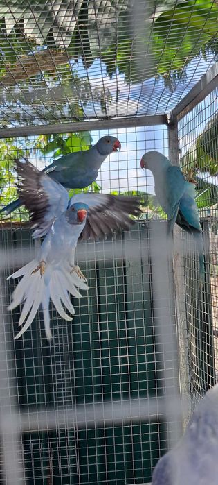 Ring necks duplos portadores cc e opalino 2023 e 2024 opalinas / cc